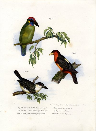 Large Green Barbet by German School
